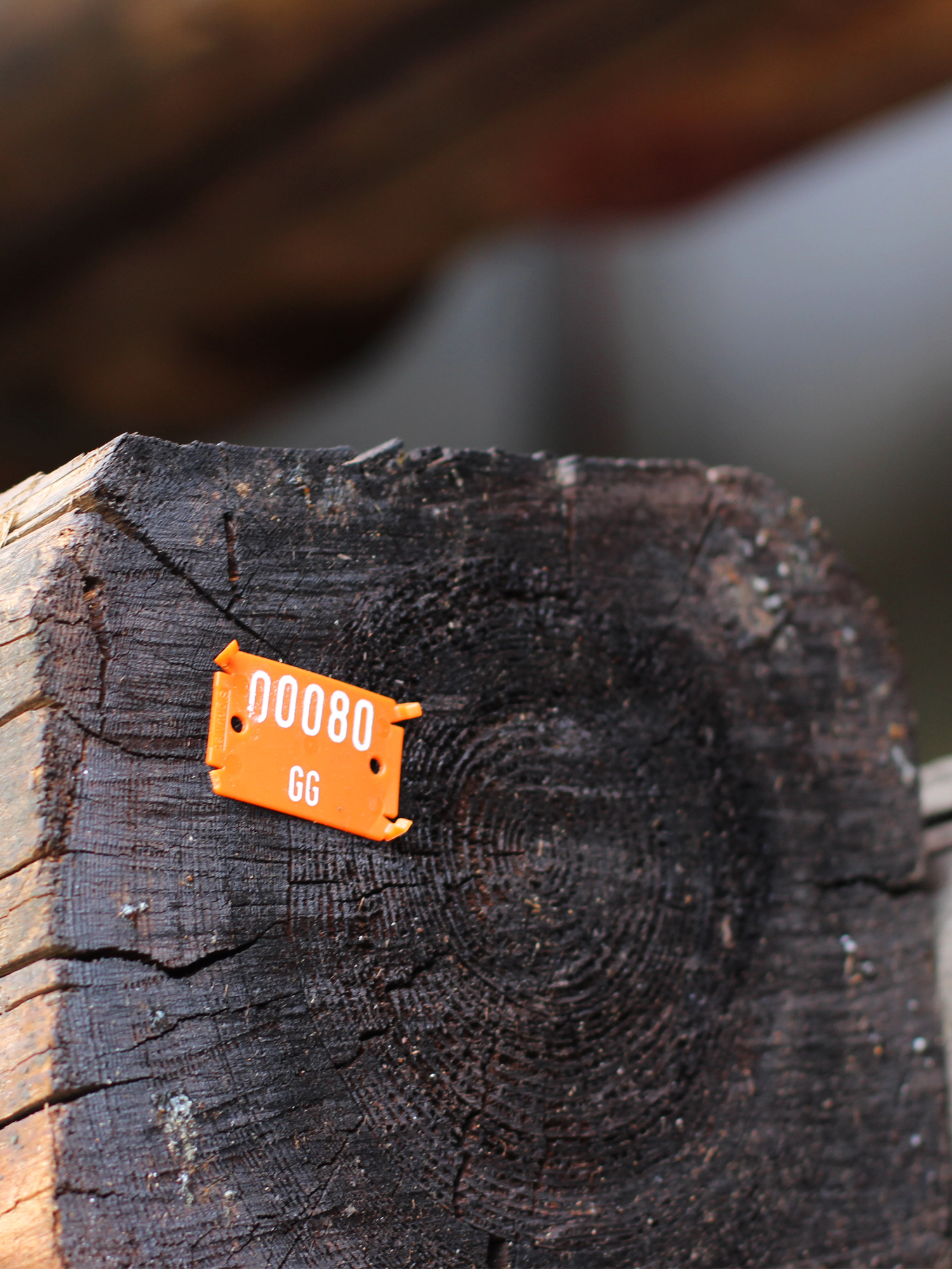 Restauro-travi-in-legno-antico-milano